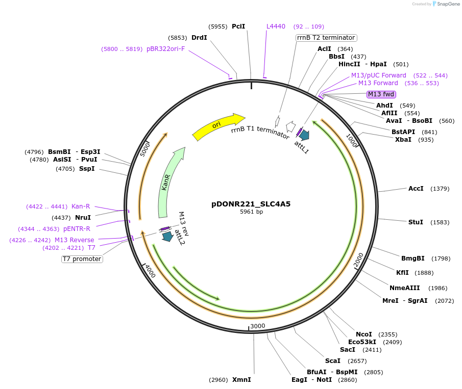 132284-plasmid-map-sequence-id-263266
