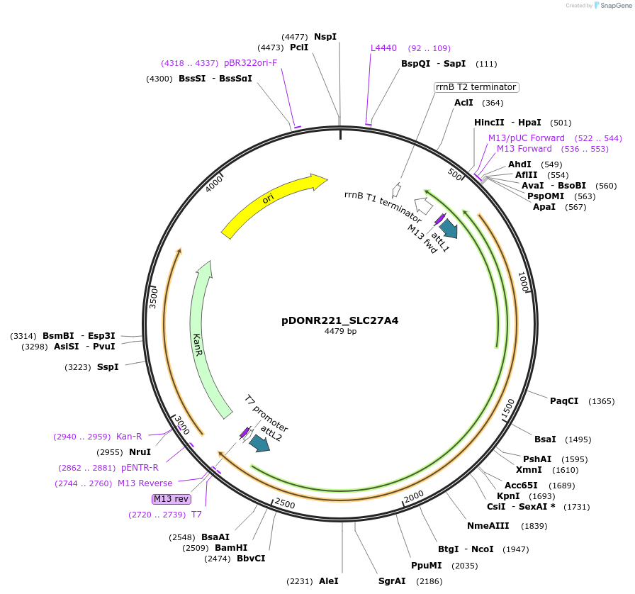 132283-plasmid-map-sequence-id-263267