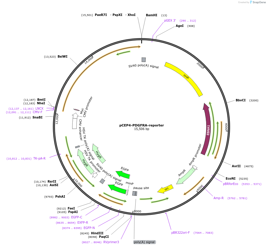 136456-plasmid-map-sequence-id-263271