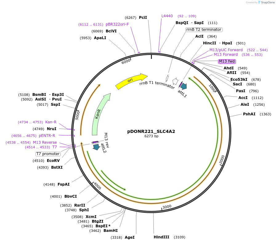132276-plasmid-map-sequence-id-263276