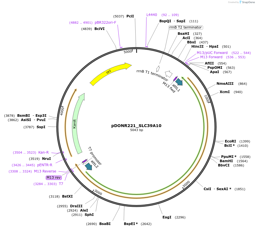 132275-plasmid-map-sequence-id-263281