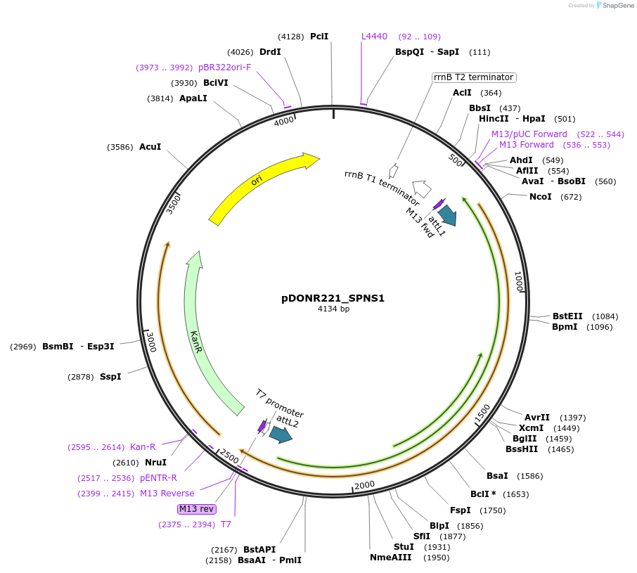 132273-plasmid-map-sequence-id-263284