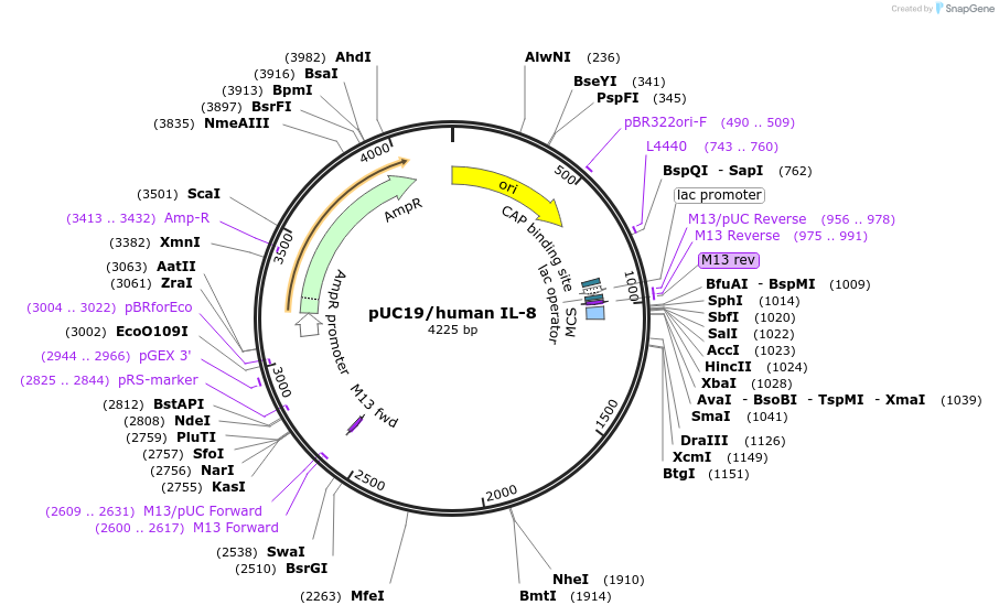 17610-plasmid-map-sequence-id-263285