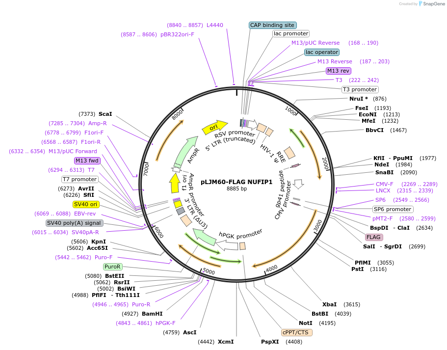 110950-plasmid-map-sequence-id-263292