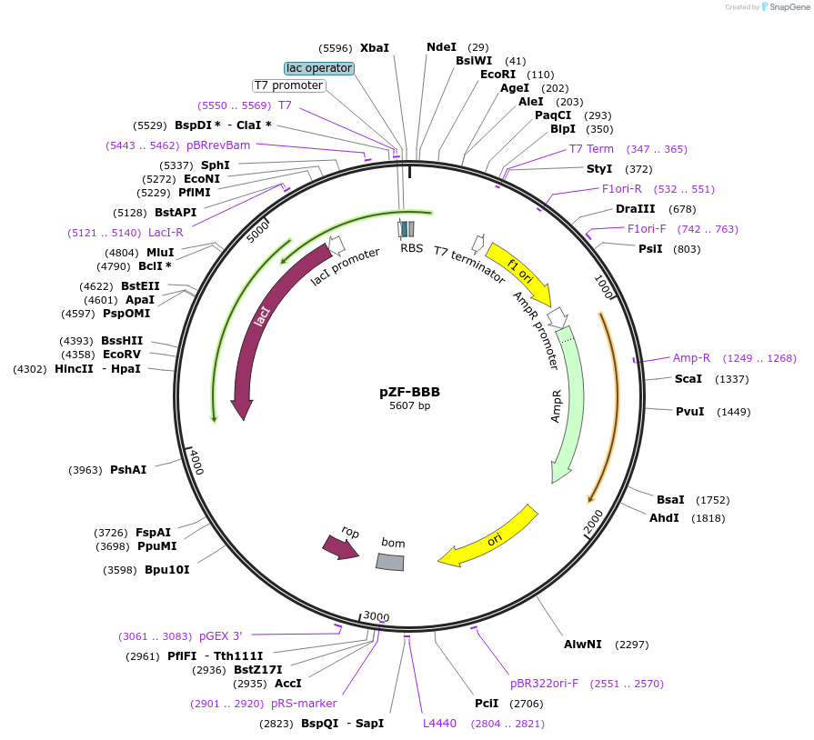 127470-plasmid-map-sequence-id-263300