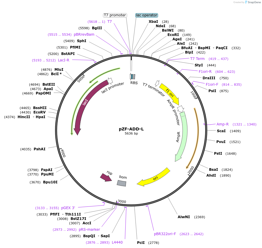 127477-plasmid-map-sequence-id-263301