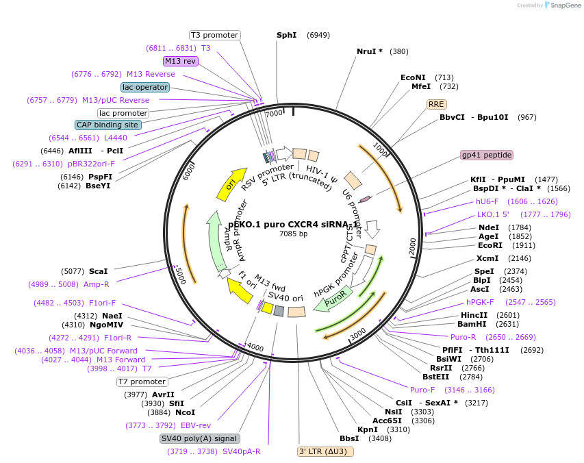 12271-plasmid-map-sequence-id-263313