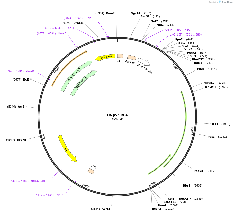 13428-plasmid-map-sequence-id-263315