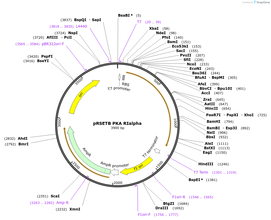14922-plasmid-map-sequence-id-263321