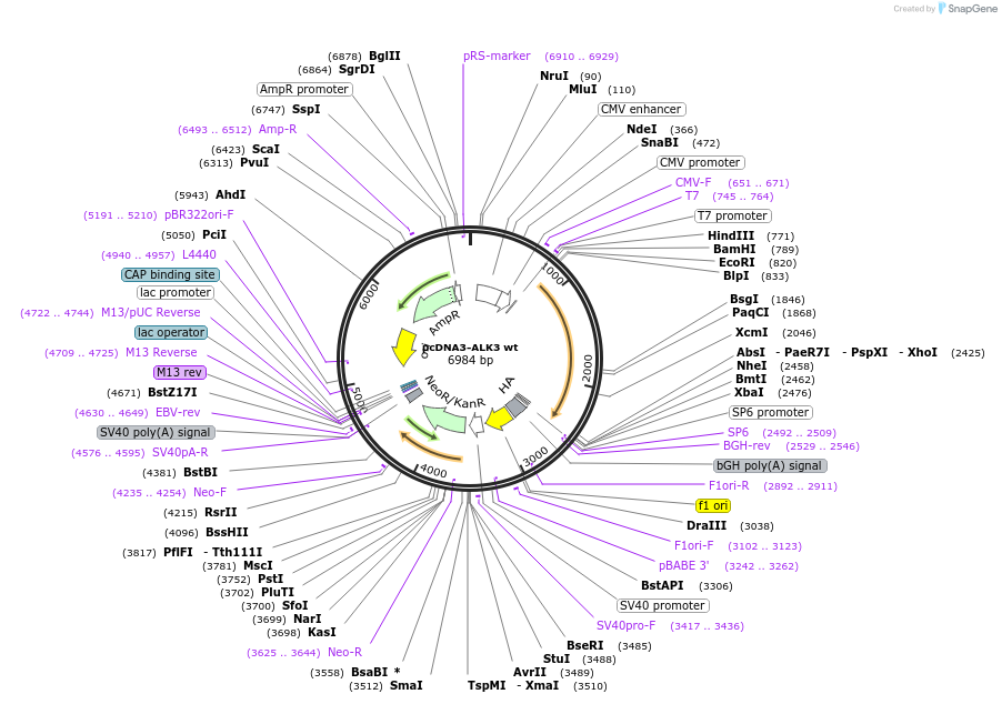 80873-plasmid-map-sequence-id-263323