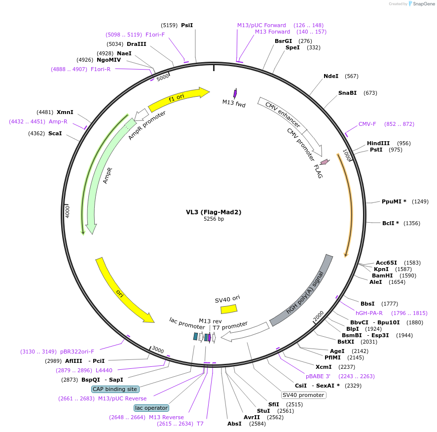 16047-plasmid-map-sequence-id-263326