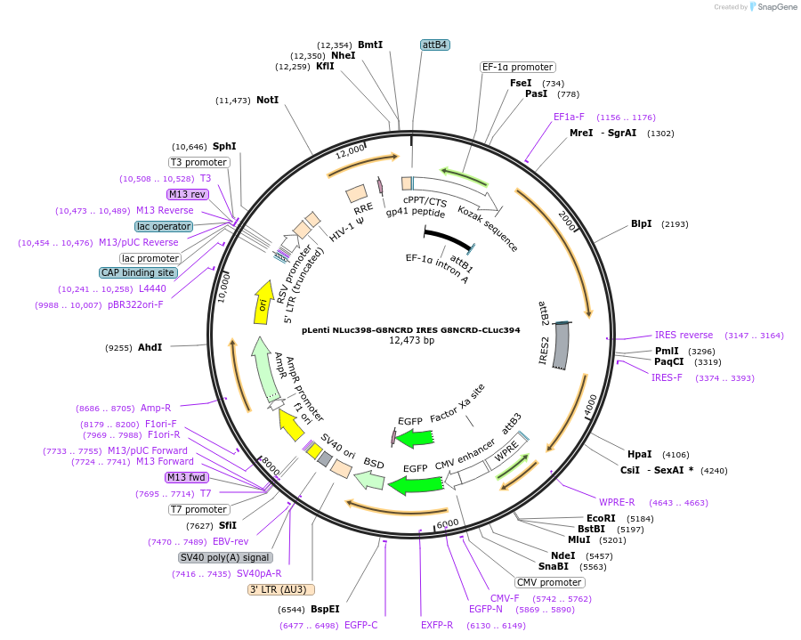 128386-plasmid-map-sequence-id-263327