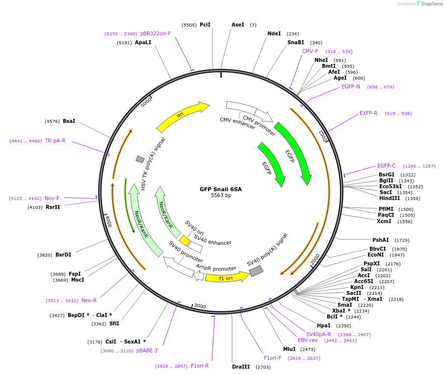 16228-plasmid-map-sequence-id-263328