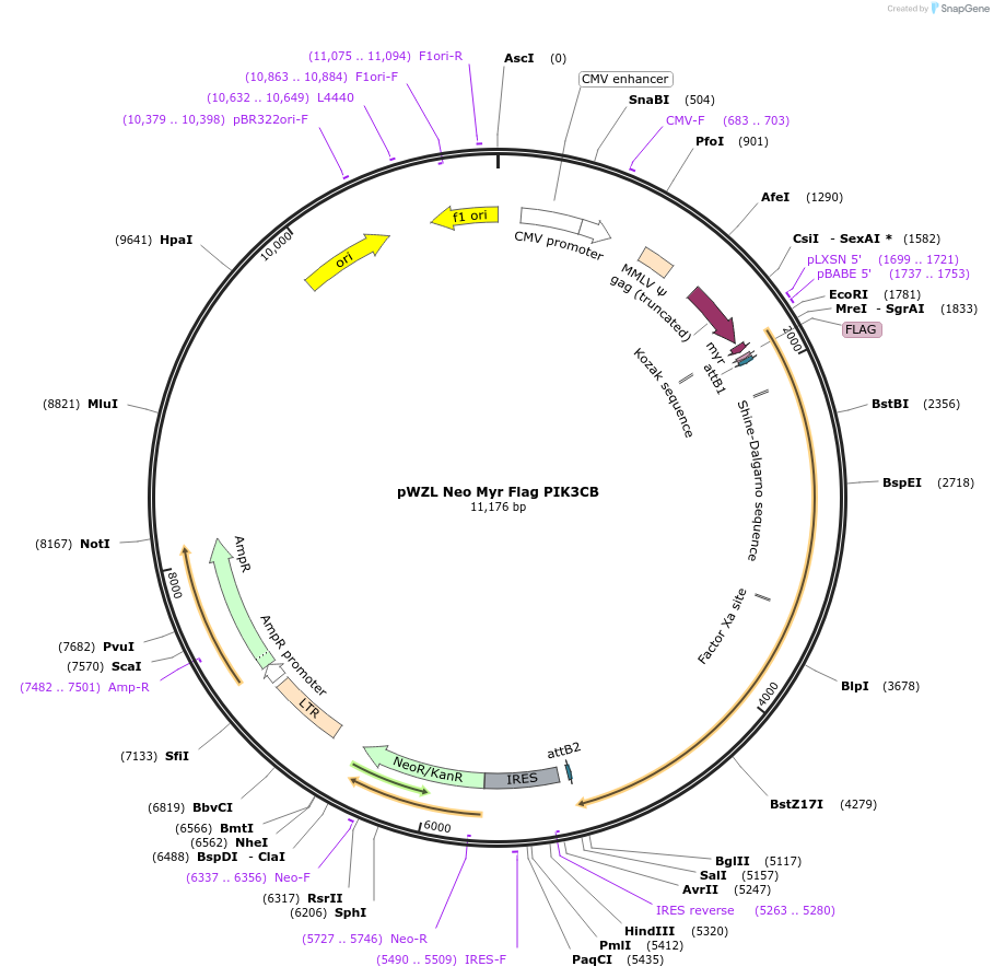 20573-plasmid-map-sequence-id-263331