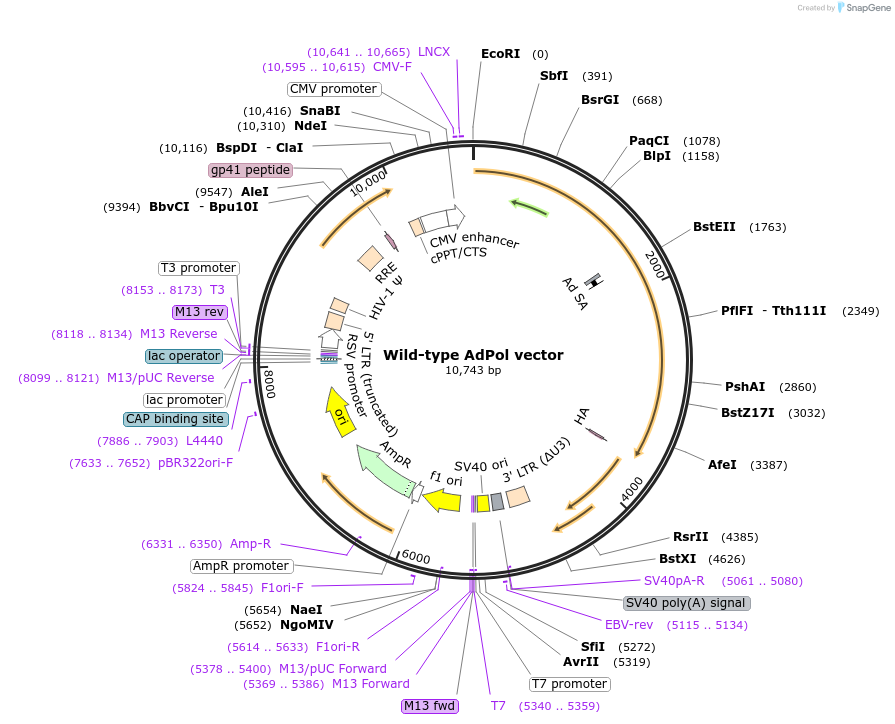 131685-plasmid-map-sequence-id-263336