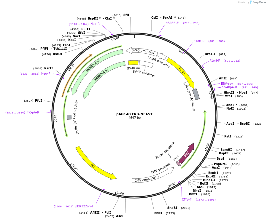 130812-plasmid-map-sequence-id-263338