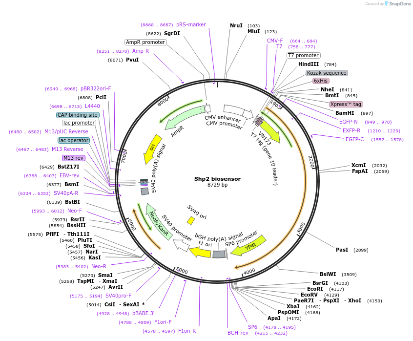 134346-plasmid-map-sequence-id-263339