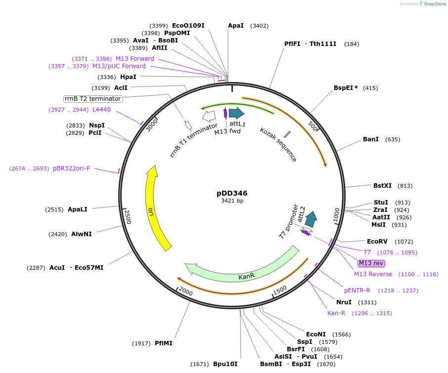 133311-plasmid-map-sequence-id-263341