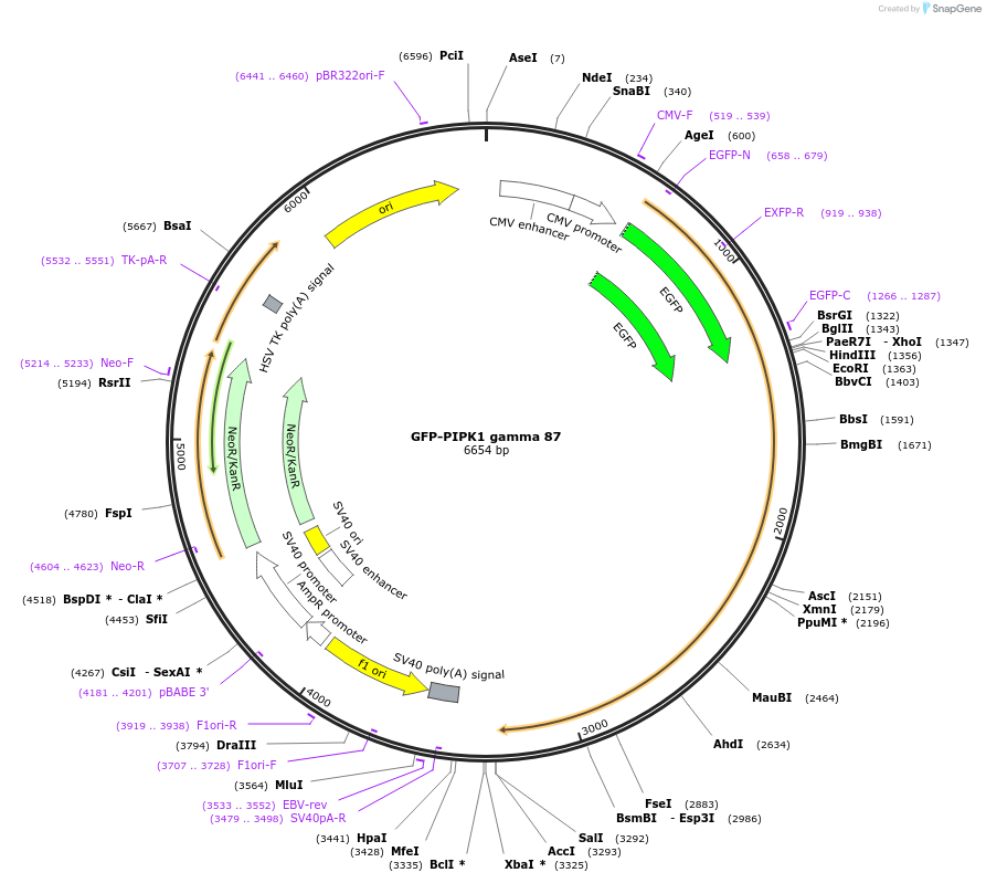 22300-plasmid-map-sequence-id-263346