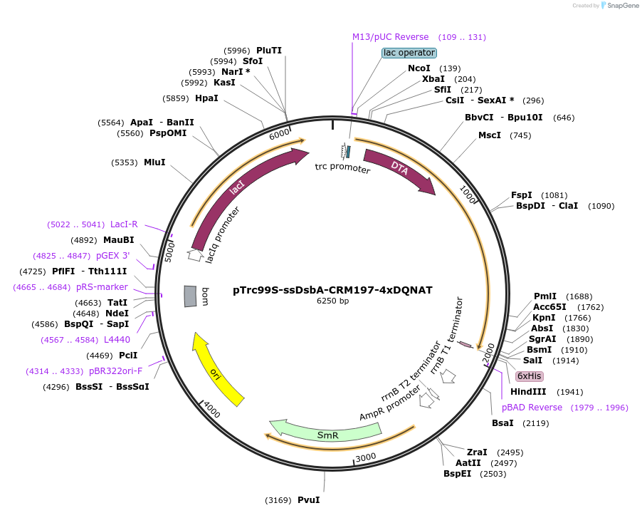 128403-plasmid-map-sequence-id-263353