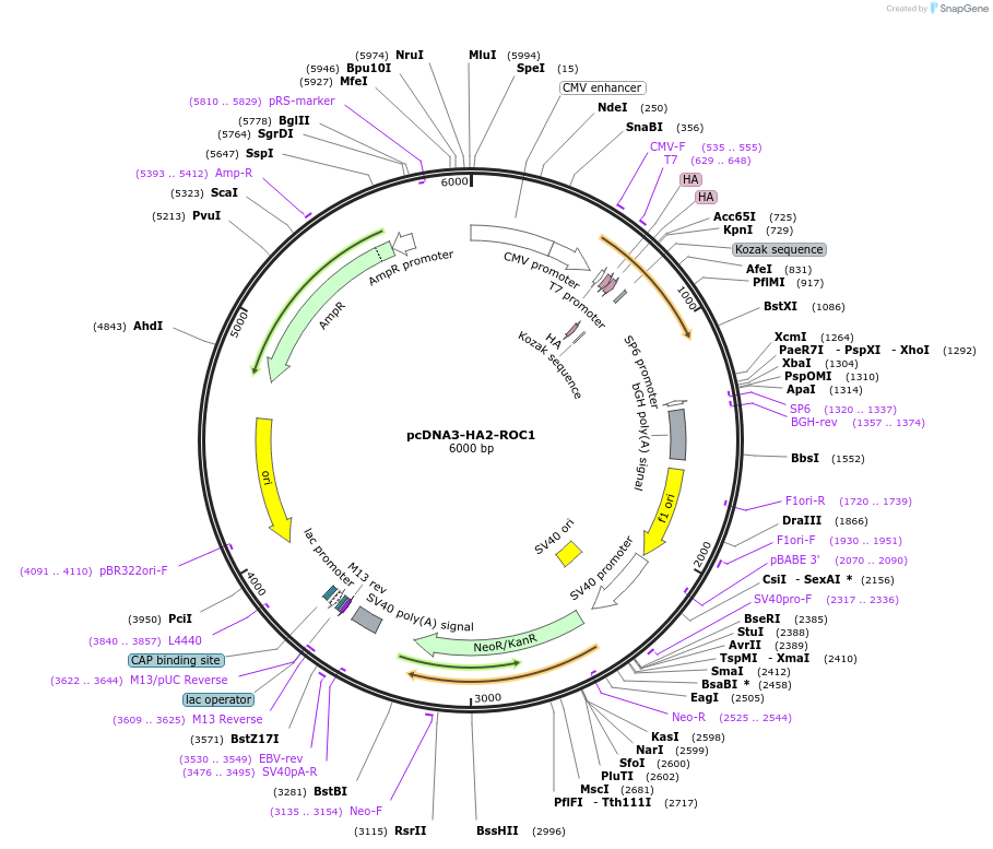 19897-plasmid-map-sequence-id-263354