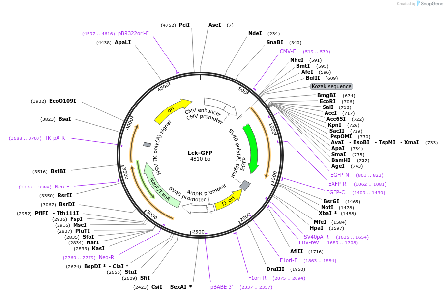 61099-plasmid-map-sequence-id-263356