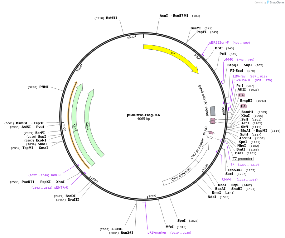 63681-plasmid-map-sequence-id-263358
