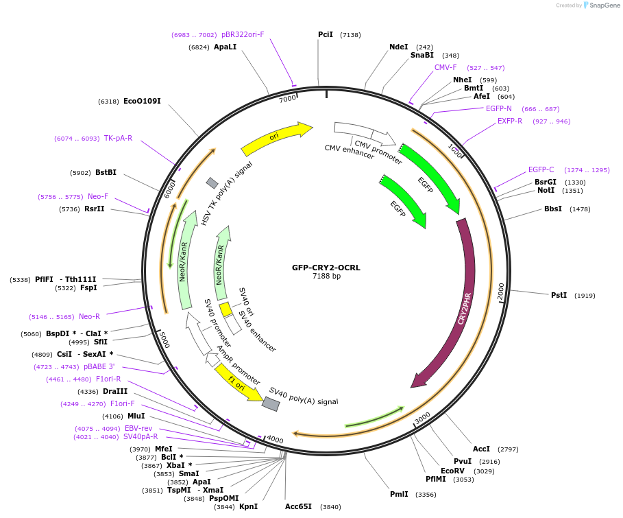 79565-plasmid-map-sequence-id-263360