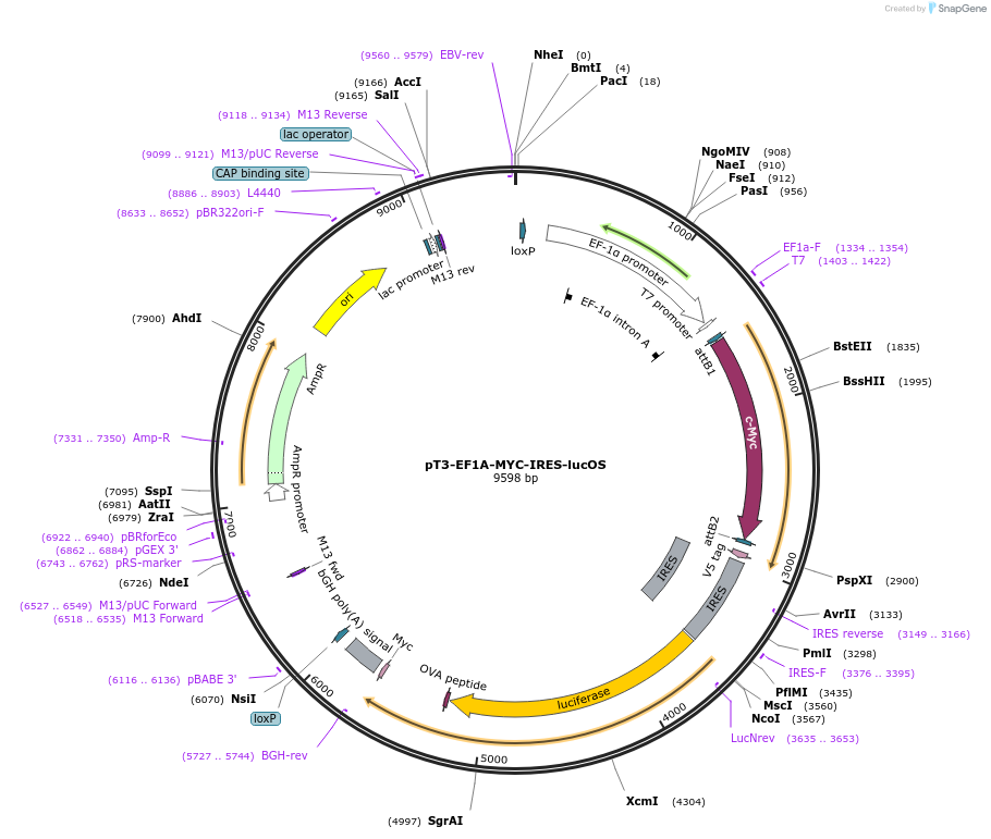 129776-plasmid-map-sequence-id-263368