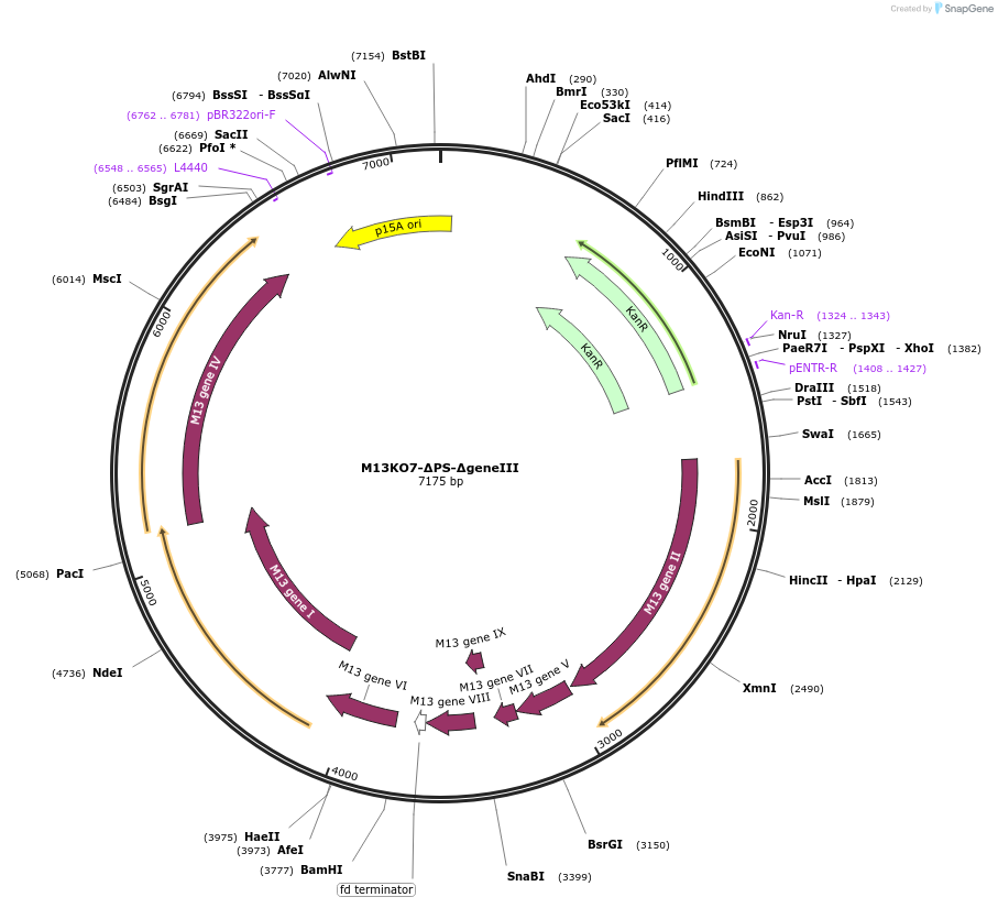 134351-plasmid-map-sequence-id-263408