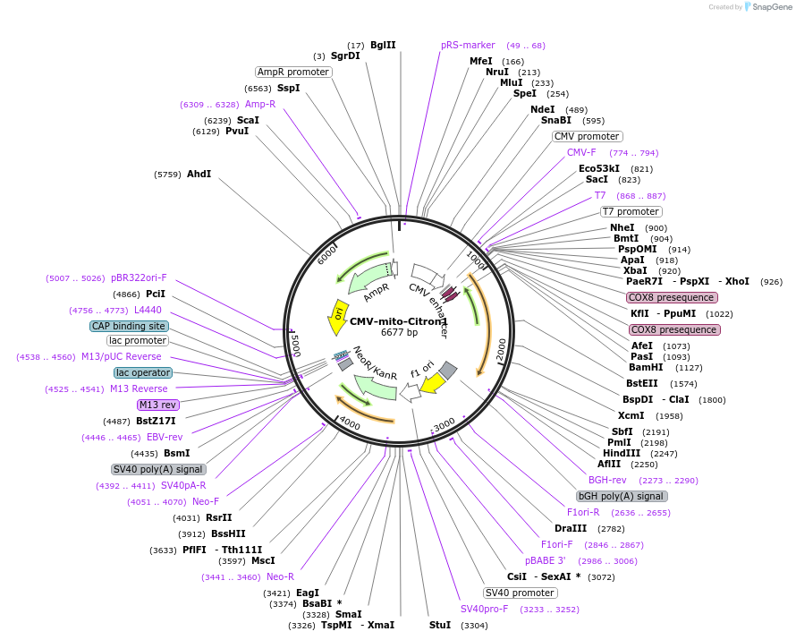 134305-plasmid-map-sequence-id-263414