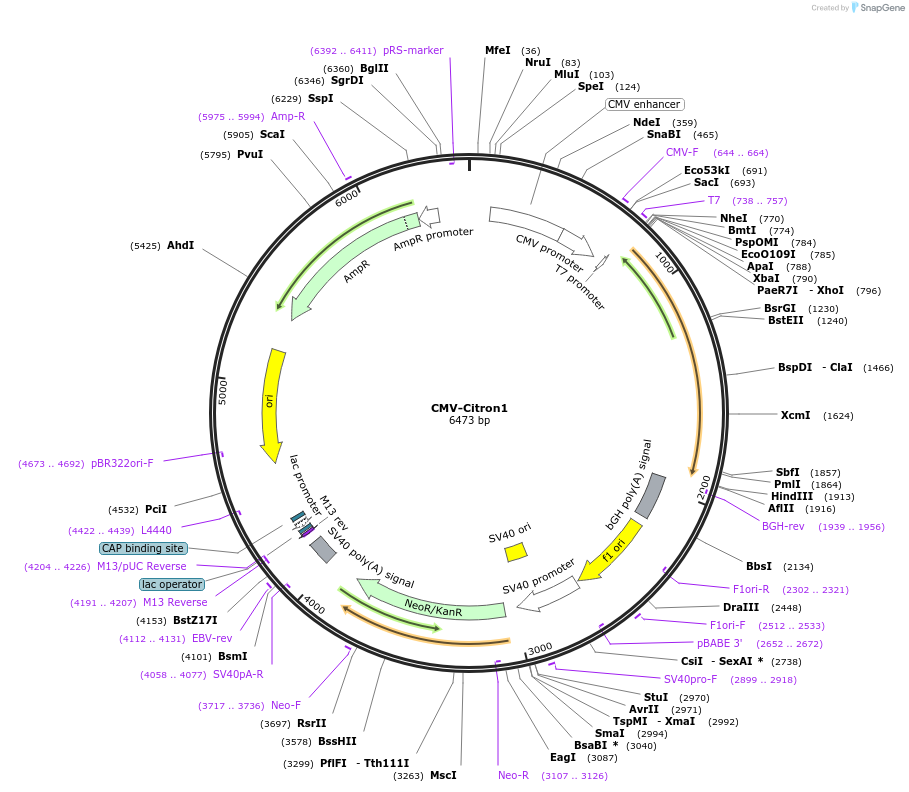 134303-plasmid-map-sequence-id-263415