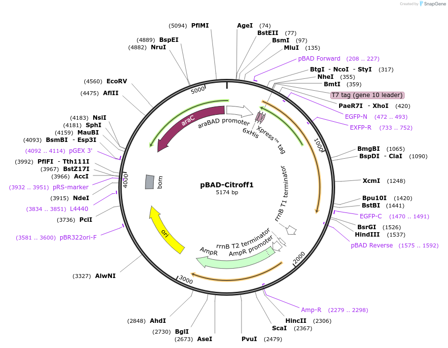 134301-plasmid-map-sequence-id-263430