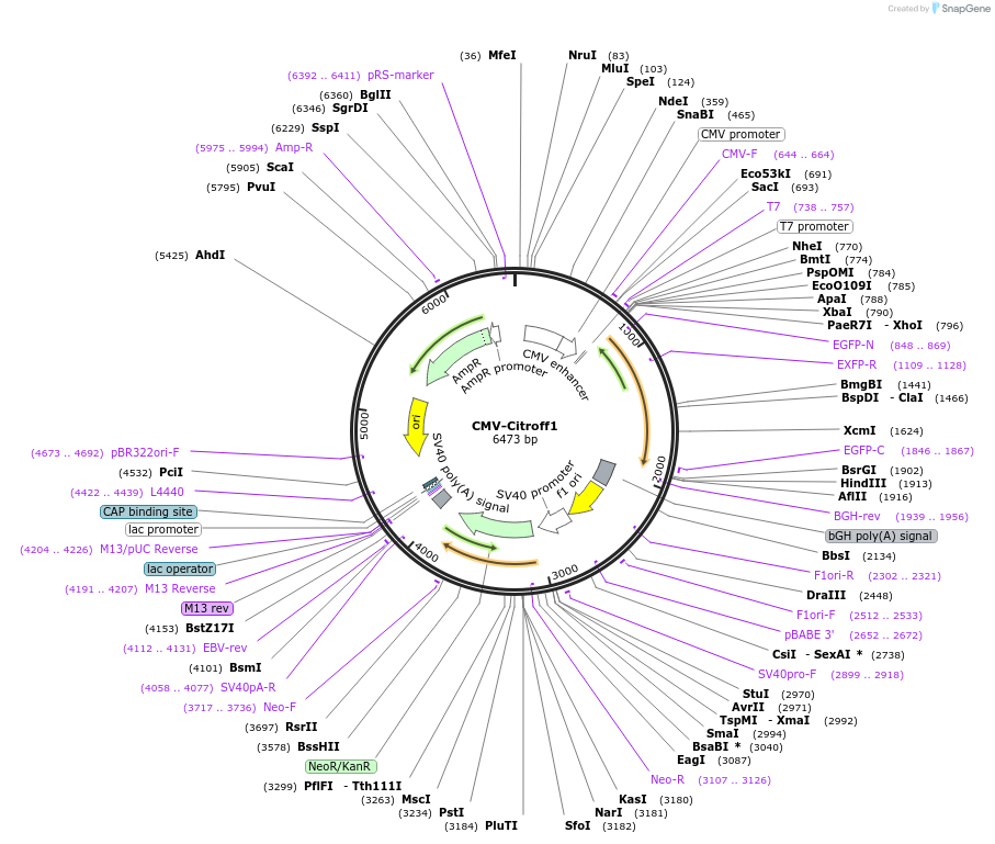 134304-plasmid-map-sequence-id-263432