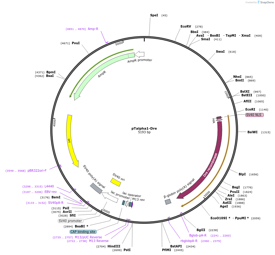 133925-plasmid-map-sequence-id-263445
