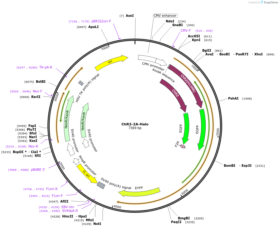 22047-plasmid-map-sequence-id-263449