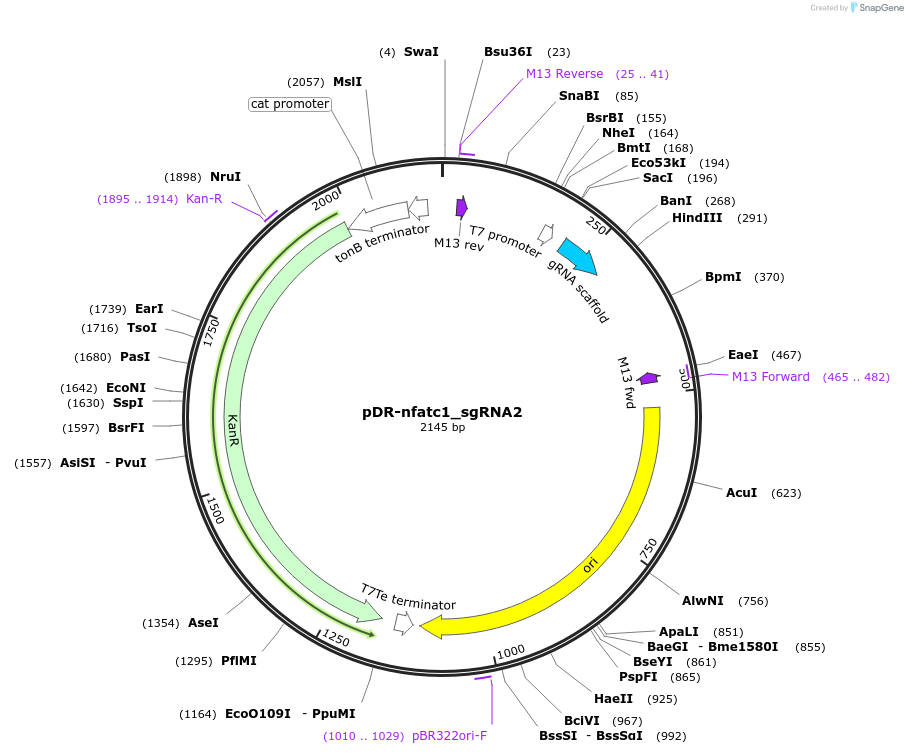 132978-plasmid-map-sequence-id-263471
