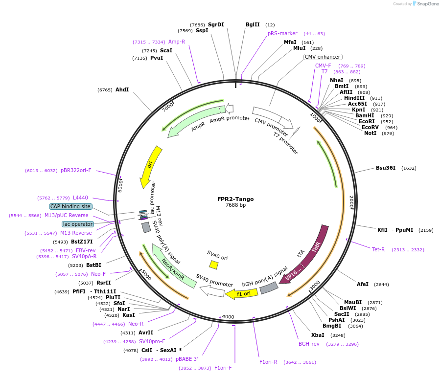 66284-plasmid-map-sequence-id-263479