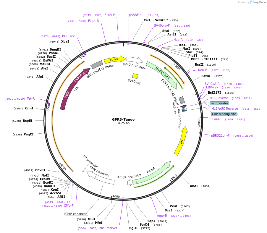 66350-plasmid-map-sequence-id-263483