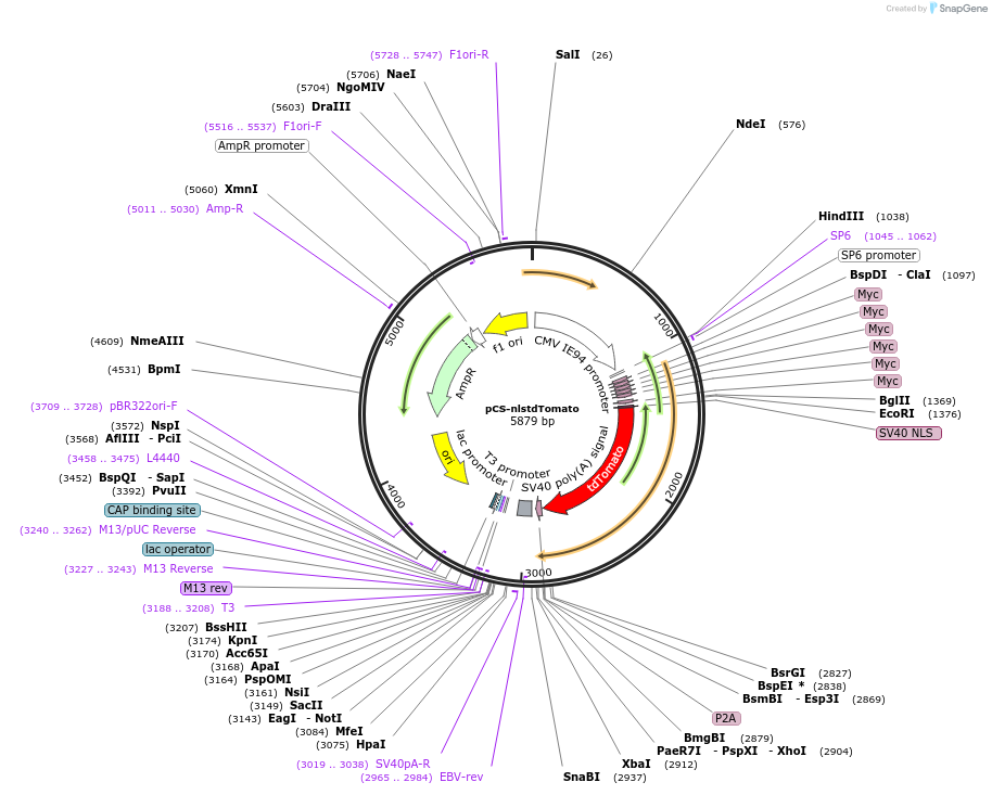 132985-plasmid-map-sequence-id-263497
