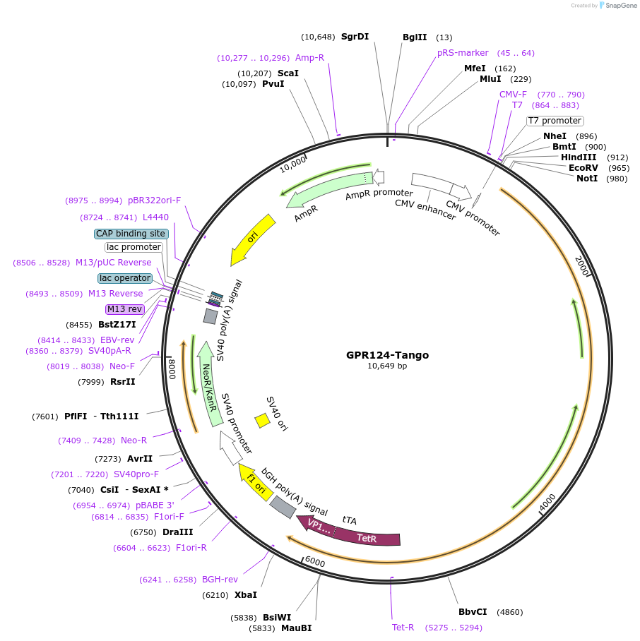 66312-plasmid-map-sequence-id-263500