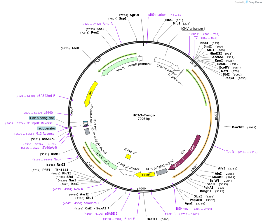 66397-plasmid-map-sequence-id-263507