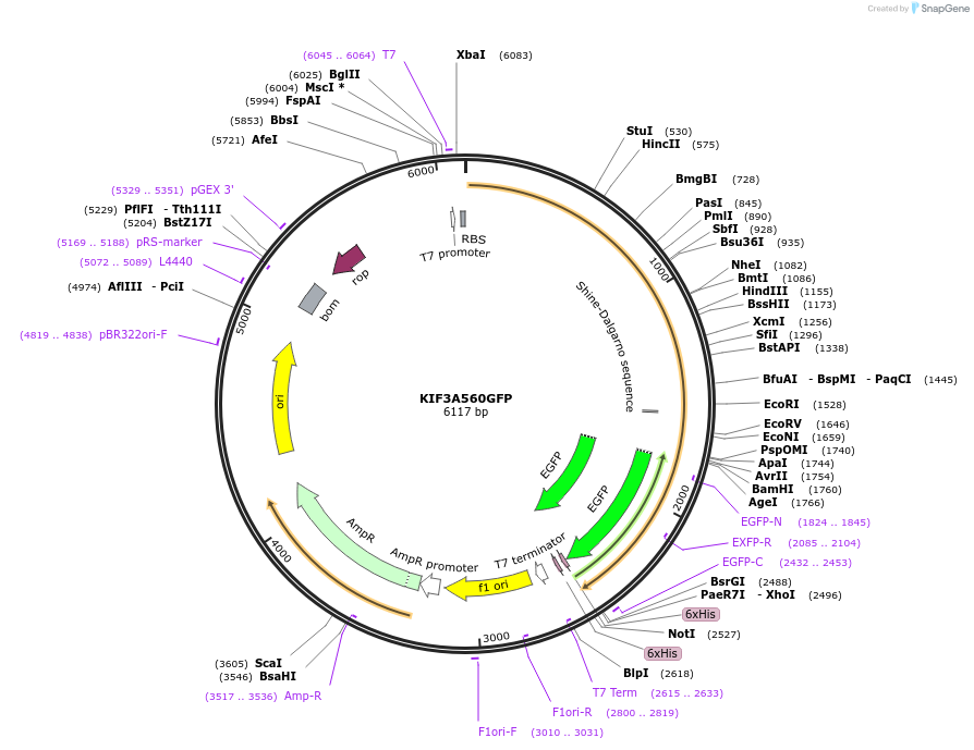 129769-plasmid-map-sequence-id-263530