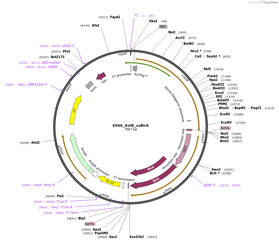 129766-plasmid-map-sequence-id-263552