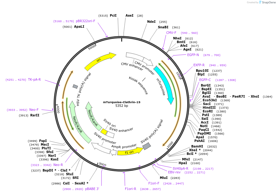55544-plasmid-map-sequence-id-263557