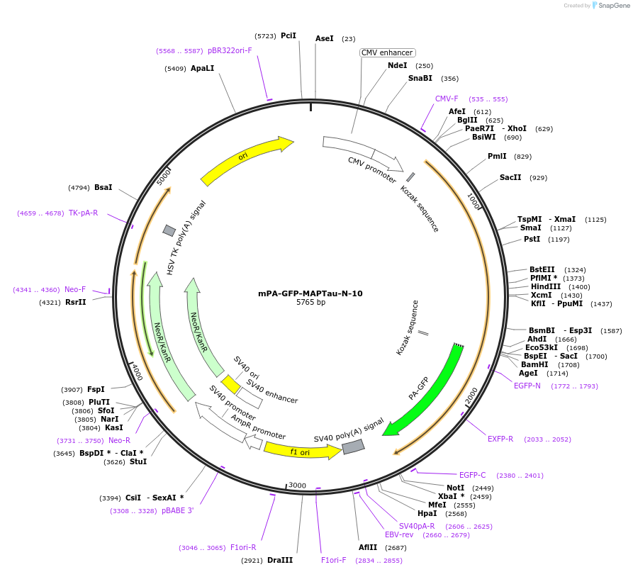 57146-plasmid-map-sequence-id-263558