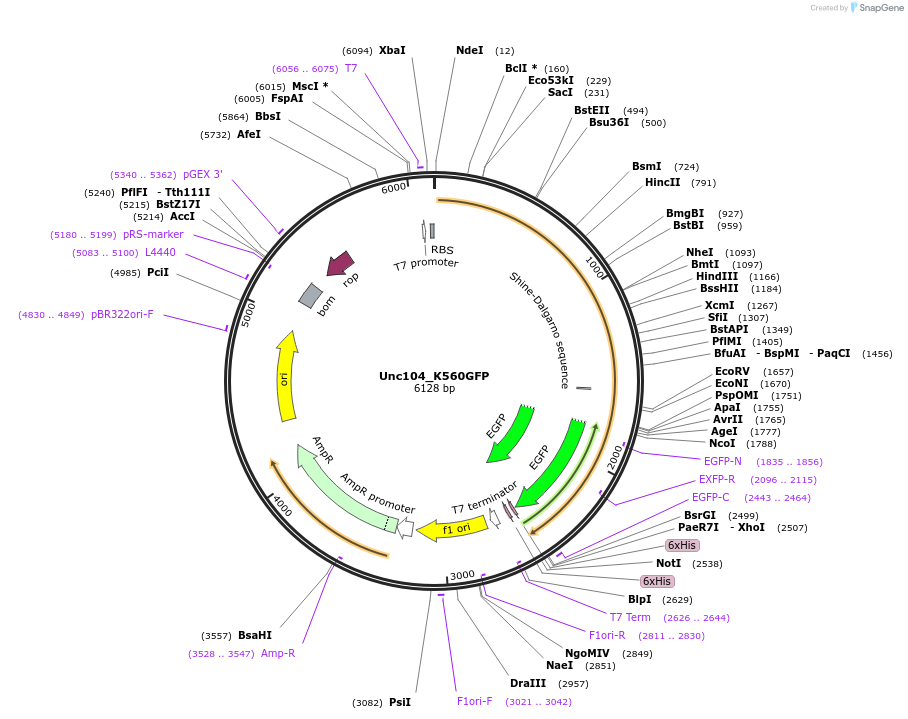 129773-plasmid-map-sequence-id-263568