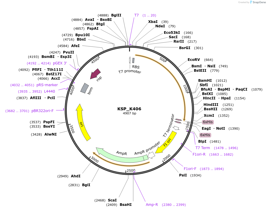 129771-plasmid-map-sequence-id-263572