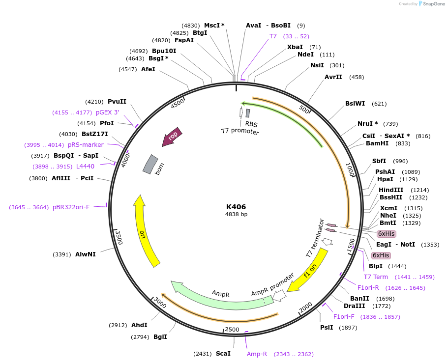 129764-plasmid-map-sequence-id-263574