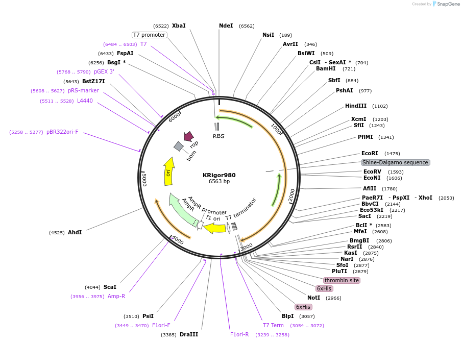 129763-plasmid-map-sequence-id-263579